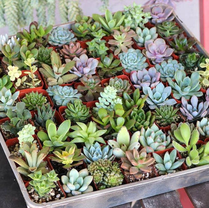 Mini Succulent Garden Pack