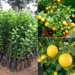 Sharbati Lemon