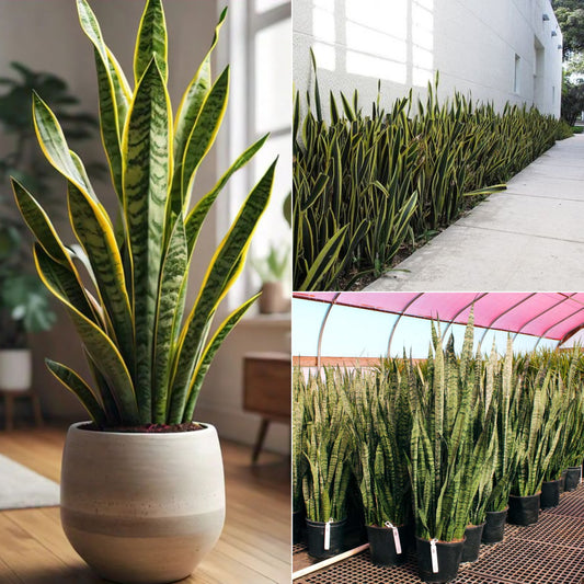 snake plant