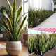 snake plant