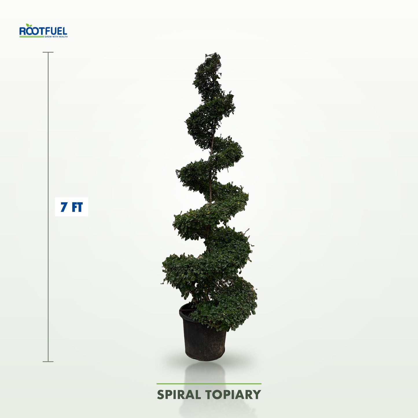 Spiral