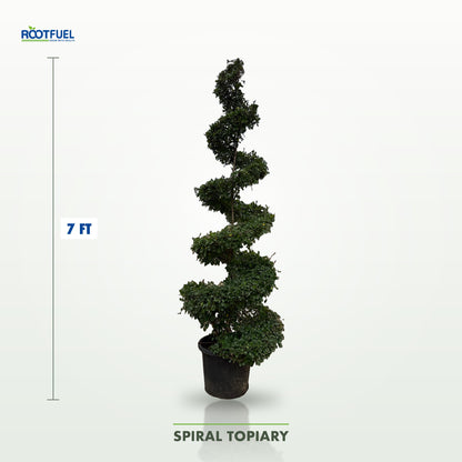 Spiral