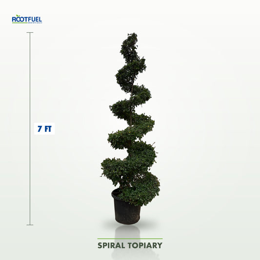 Spiral