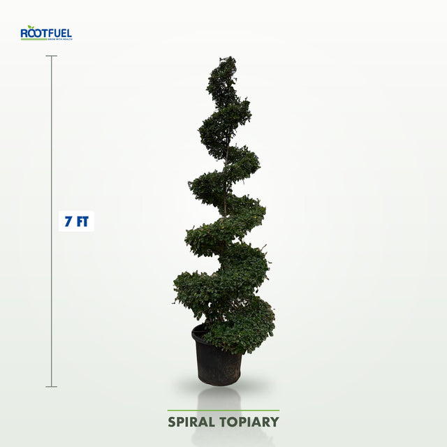 Spiral topiary plant from RootFuel