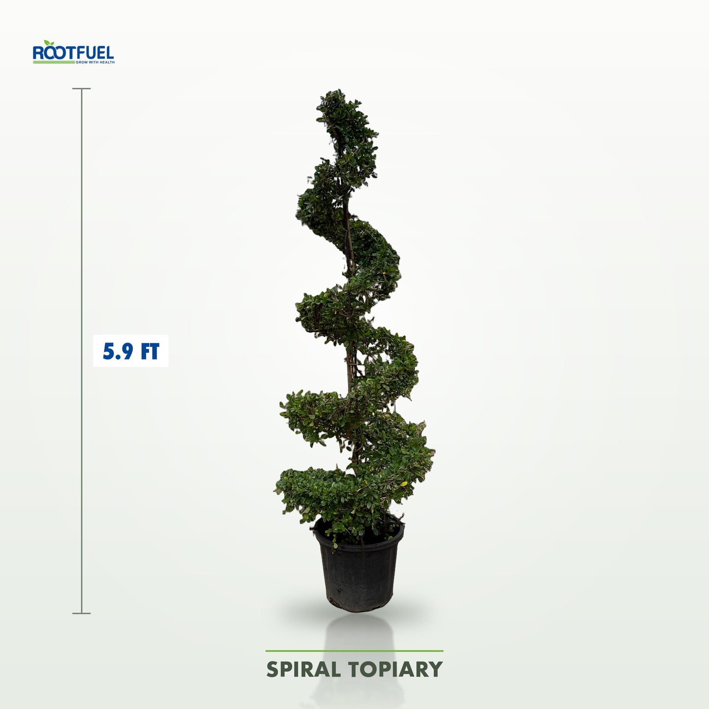 Spiral
