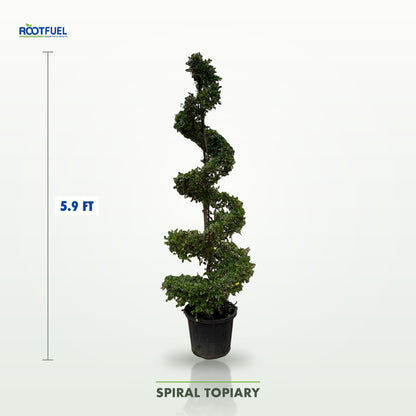 Spiral