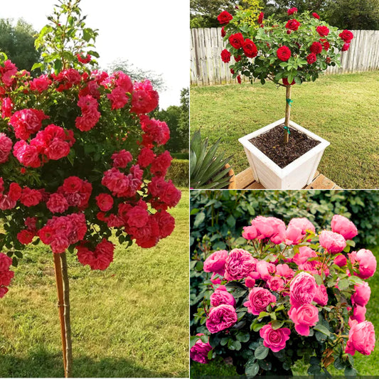 Standing rose