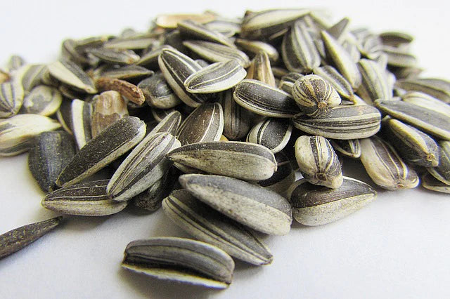 sunflower seeds [100 seeds]