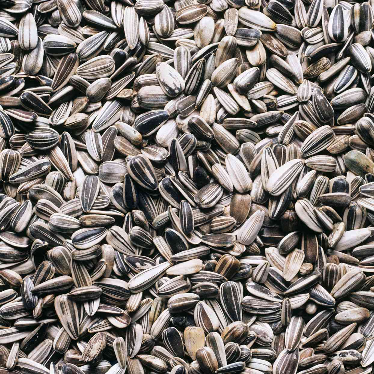 sunflower seeds [100 seeds]
