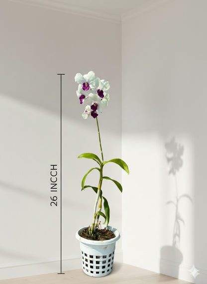 Orchid
