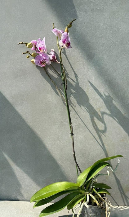 Orchid