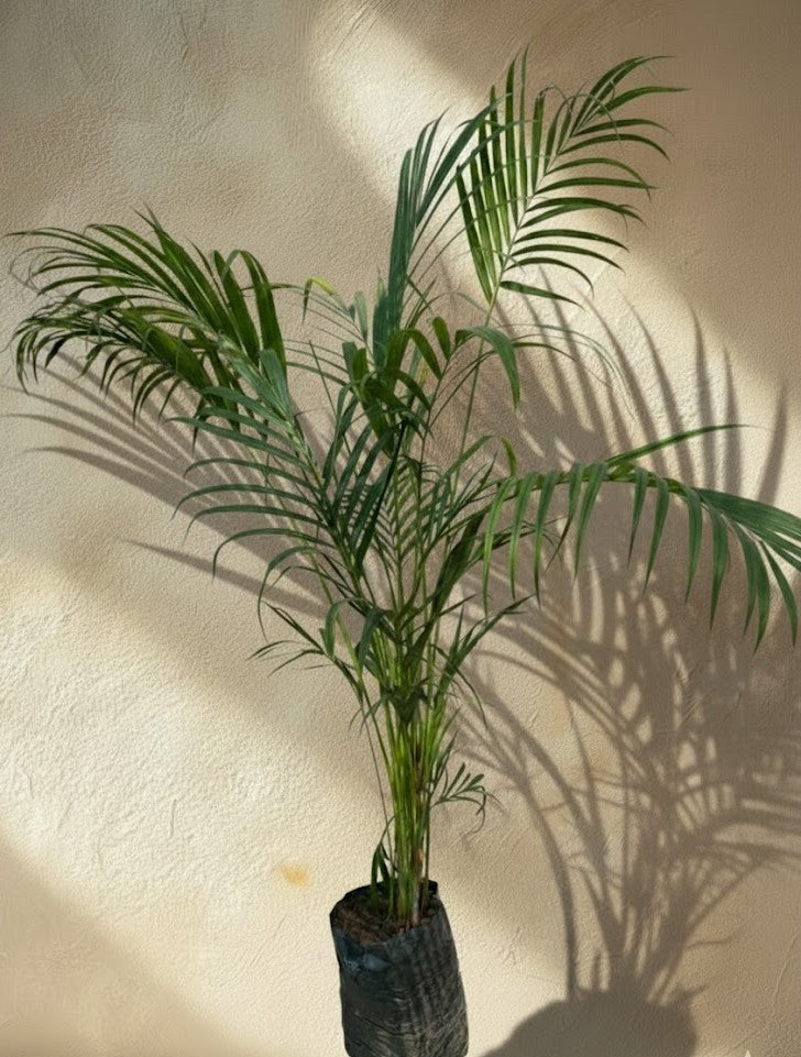 Areca Palm