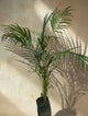 Areca Palm