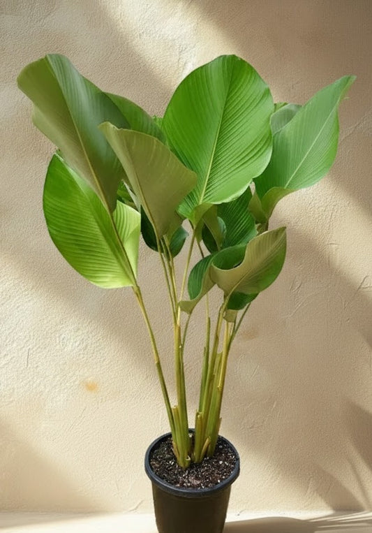 Calathea lutea (Cigar Plant)