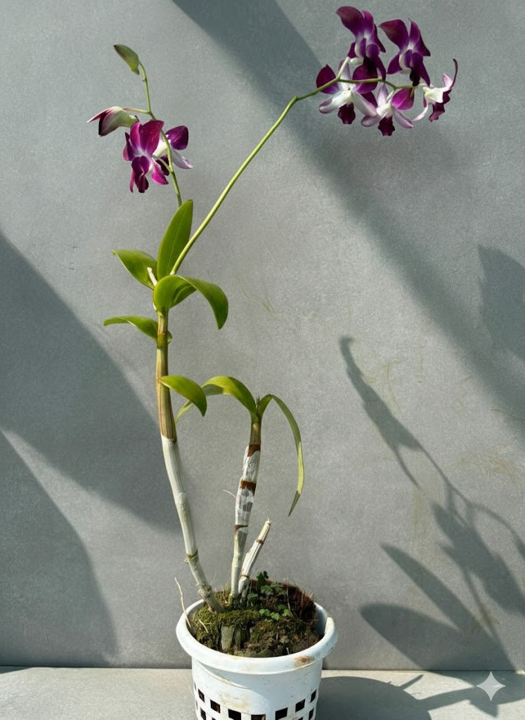 Orchid