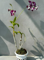 Orchid