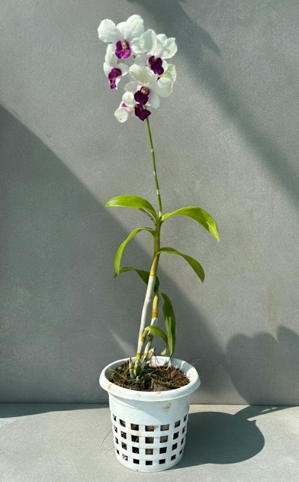 Orchid