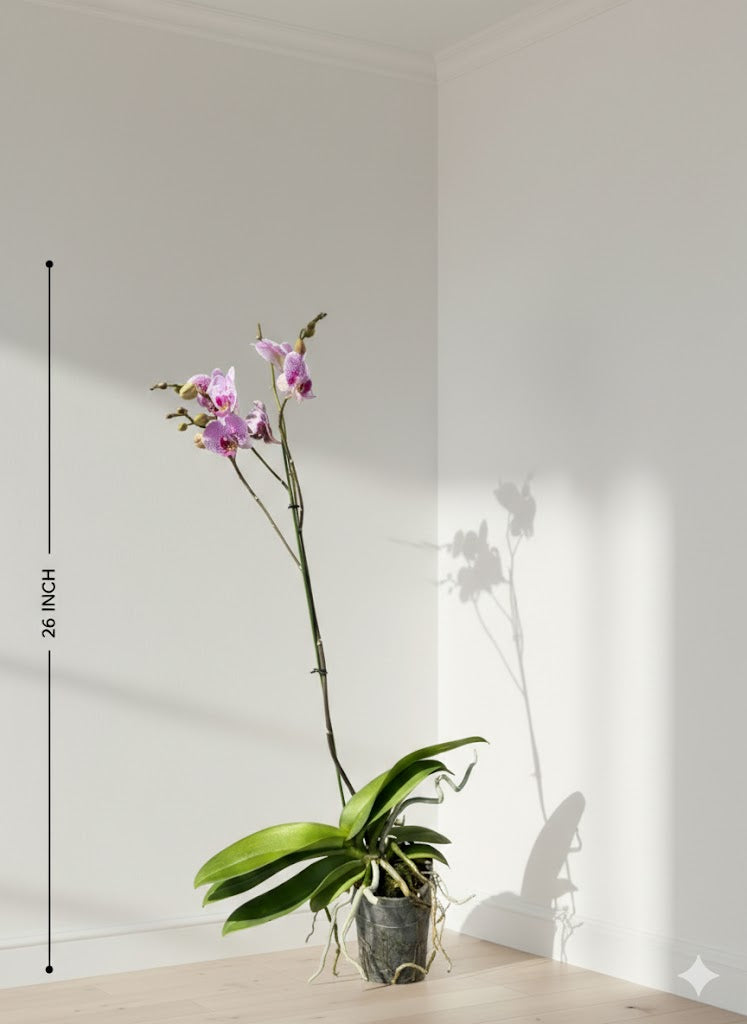 Orchid