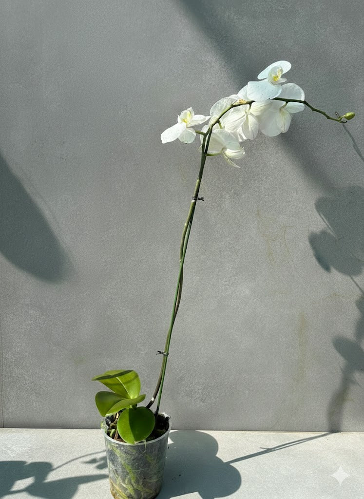 Orchid