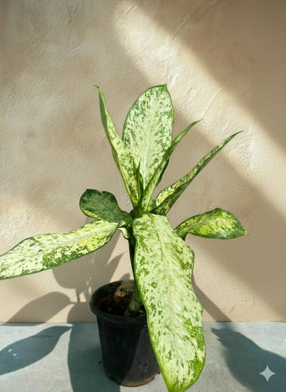 Dieffenbachia