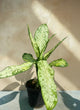 Dieffenbachia