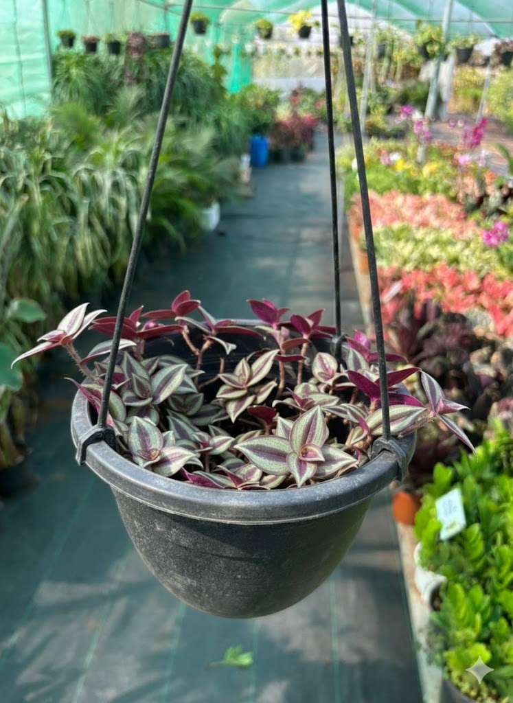 Tradescantia zebrina
