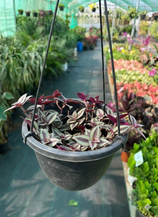 Tradescantia zebrina