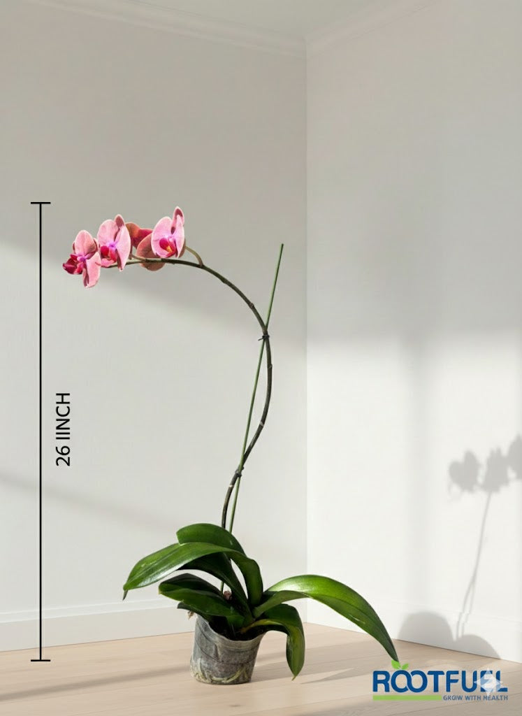 Orchid
