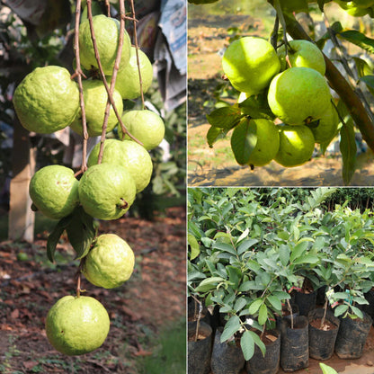 VNR Guava