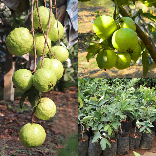 VNR Guava