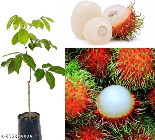 Rambutan