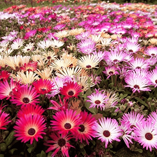 Heavens Mixed (Burf) Flower Seeds