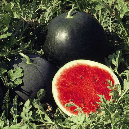 Watermelon Sugar Baby Seeds
