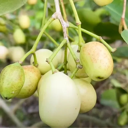White Jamun