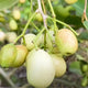White Jamun
