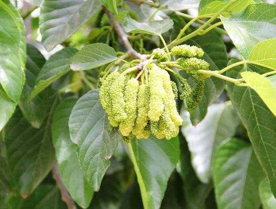 White Long Mulberry