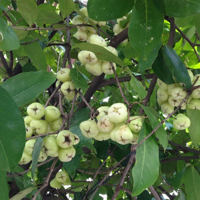 white water apple