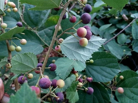 Phalsa