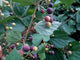 Phalsa