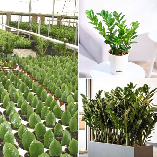 Zamioculcas