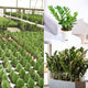 Zamioculcas