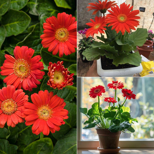 Zerbera plant