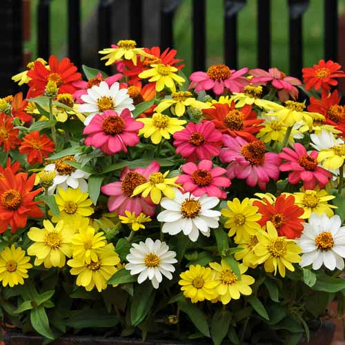 Zinnia Zahara Series Flower Seeds